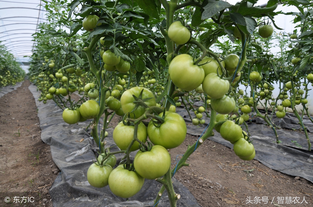 西红柿枯萎怎么救活,西红柿苗根腐烂怎么补救