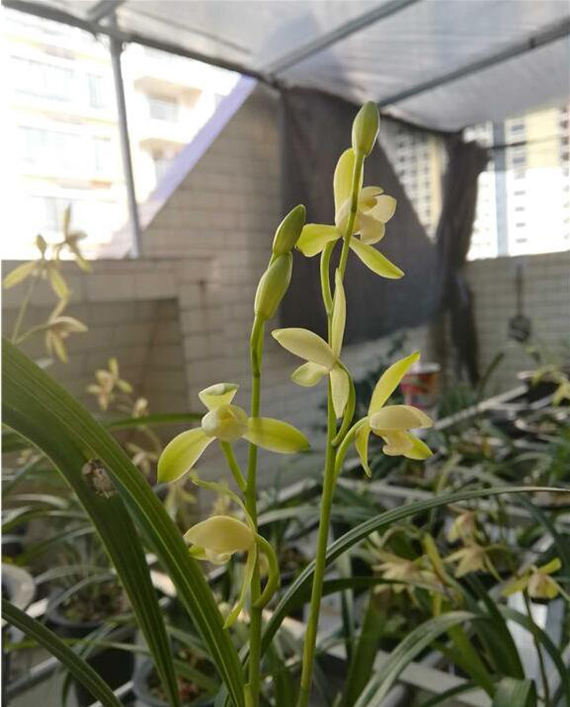 如何区分兰花品种优劣,如何判断兰花品种好坏