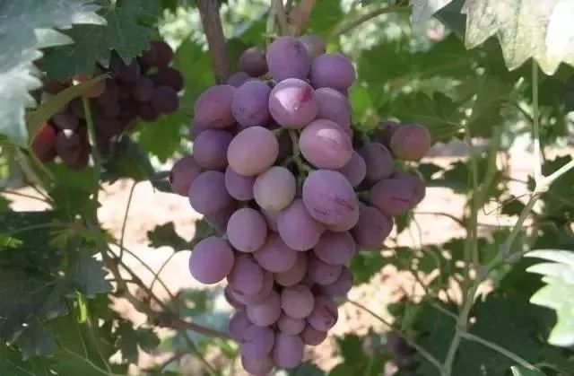 贵阳周边采摘水晶葡萄的地方,贵阳葡萄采摘地点推荐