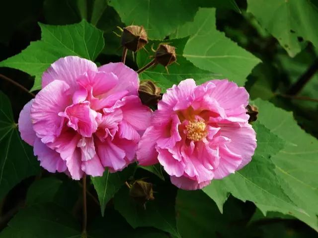 「词风雅韵」李瑾｜点绛唇十九韵十九花