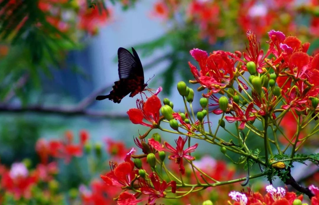 「词风雅韵」李瑾｜点绛唇十九韵十九花