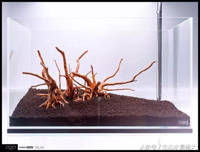 ada草缸造景什么意思,ada造景大赛60缸