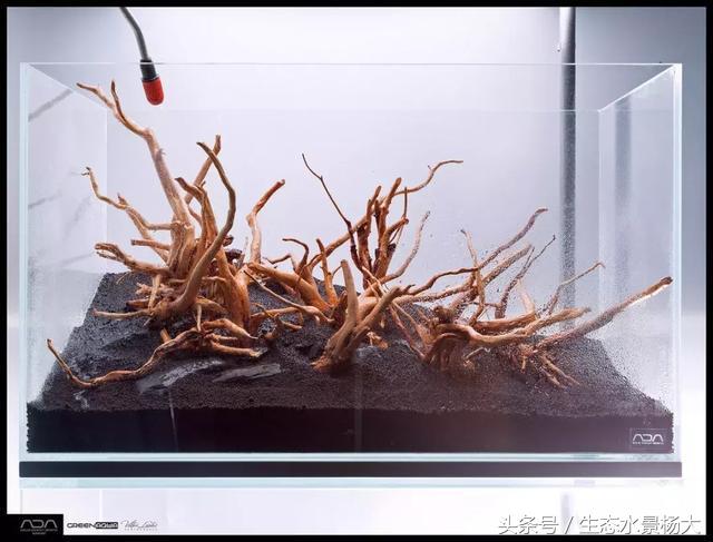 ada草缸造景什么意思,ada造景大赛60缸