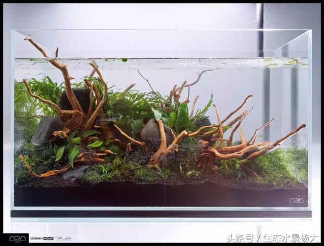 ada草缸造景什么意思,ada造景大赛60缸