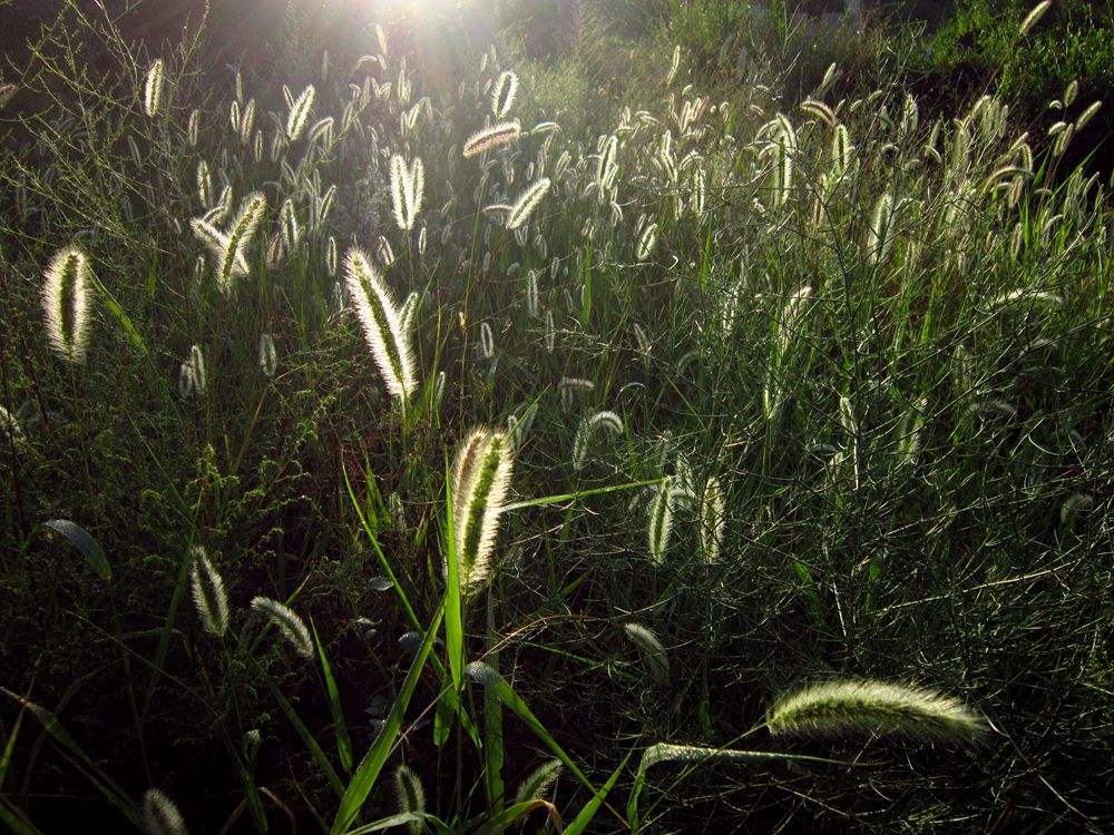 你还记得童年的狗尾草吗,狗尾草小时候