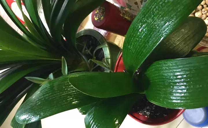 绿萝盆栽烂根了怎么办,君子兰绿萝叶子边发黄怎么办