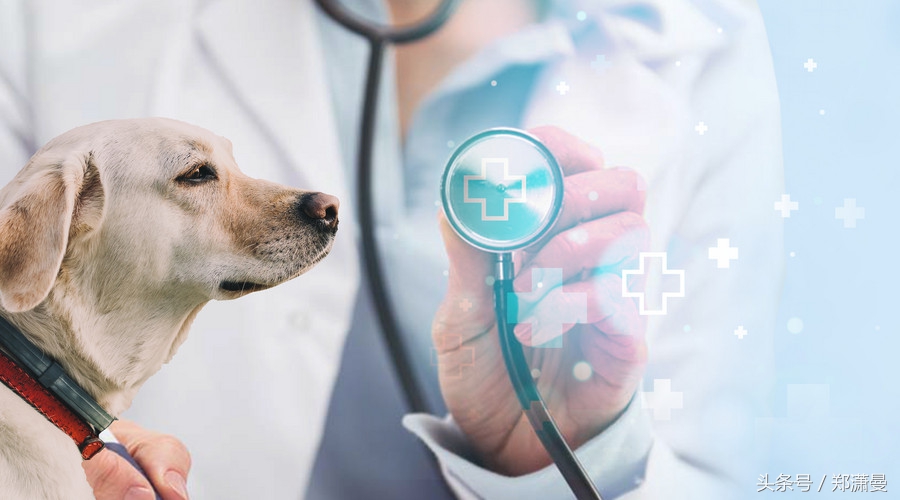 疫苗之后，毒狗黑手伸向何方？