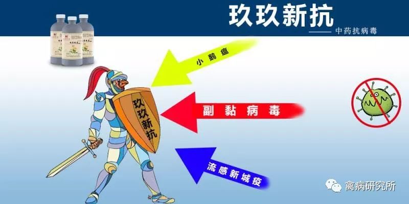 小鹅瘟疫为什么这么严重,小鹅苗近期生病是什么原因