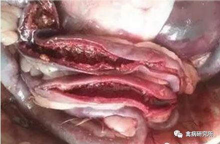 鹅病毒病怎么引起的,鹅副粘病毒病的防治措施