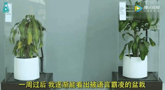 这一回，宜家开始“虐待”植物了！30天3D循环辱骂，活生生把植物给“骂枯”！