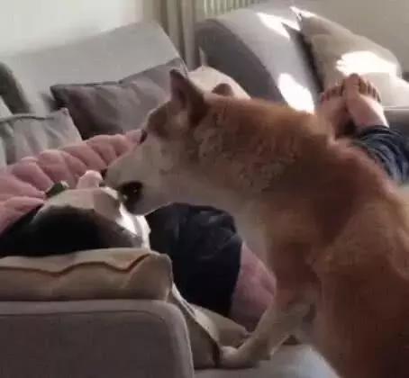 女主人贴面膜吓坏狗,女主人敷面膜狗被吓到