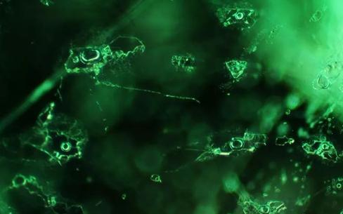 鉴宝遇到最贵的宝石,鉴宝节目专家鉴定什么石头最值钱