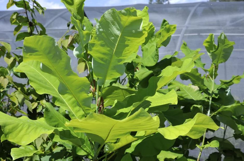 11种最漂亮的玉兰品种推荐，别再说你只认识白玉兰和红玉兰了