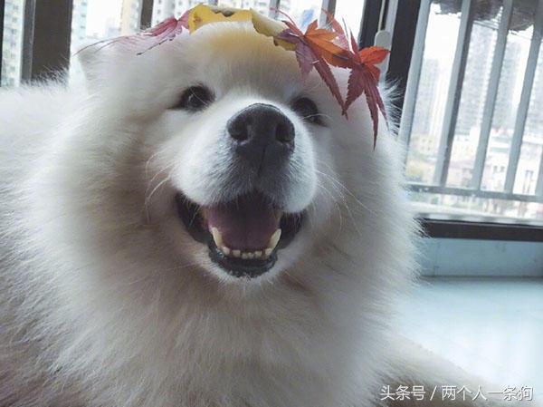 怀孕就不可以养狗？牵他进门就应照顾一生，养犬人都应该知道！