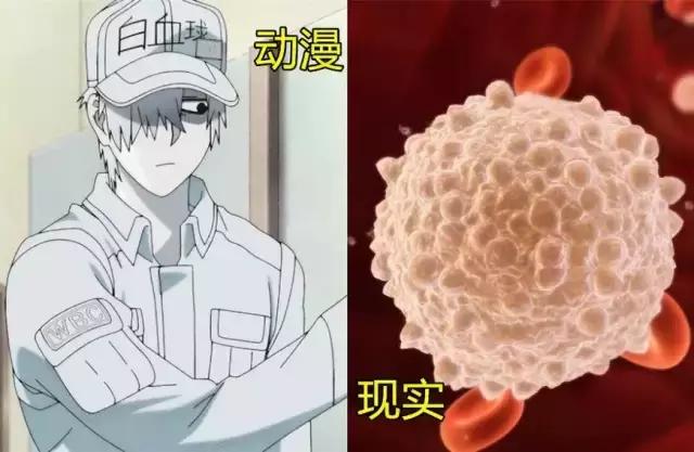 血小板动漫中的血小板,动漫血小板在现实中多少岁