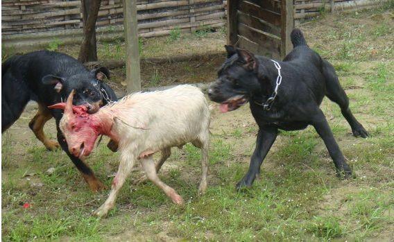 猛犬加纳利现状,为什么加纳利温顺