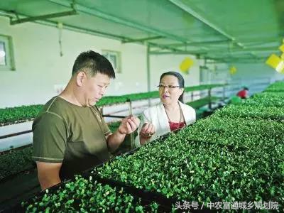 纸上种菜续集全集,纸上种菜是真的那么好吗