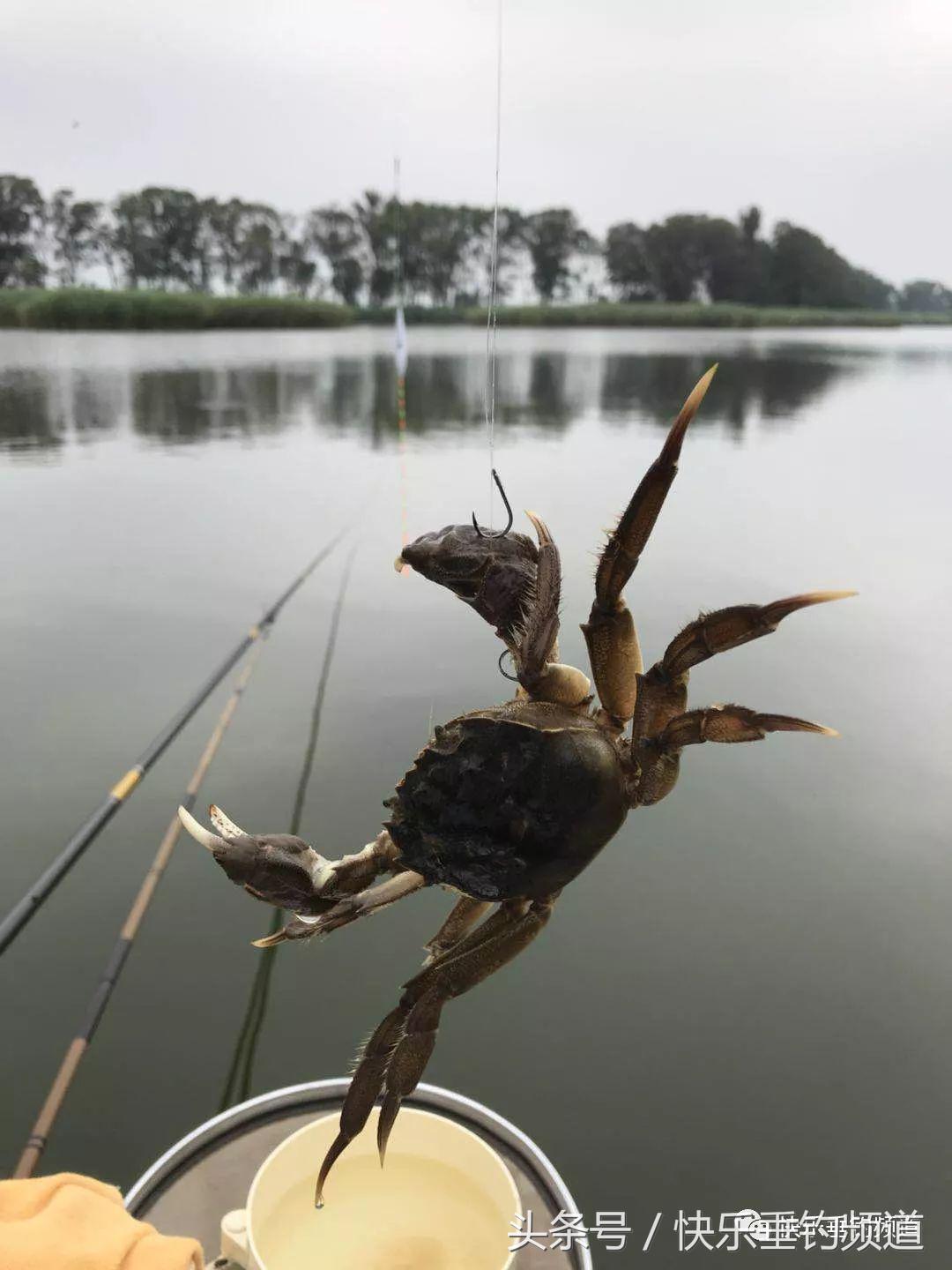 河蟹闹窝怎么钓鱼最好,河蟹闹窝怎么办