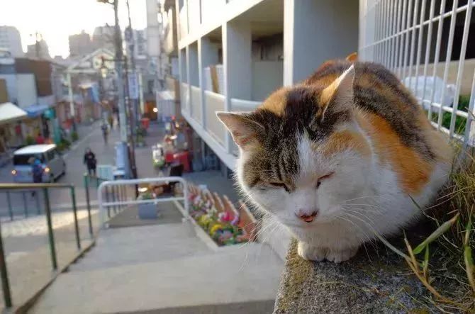 寻找世界各地的日本人,日本东京最值得去的地方