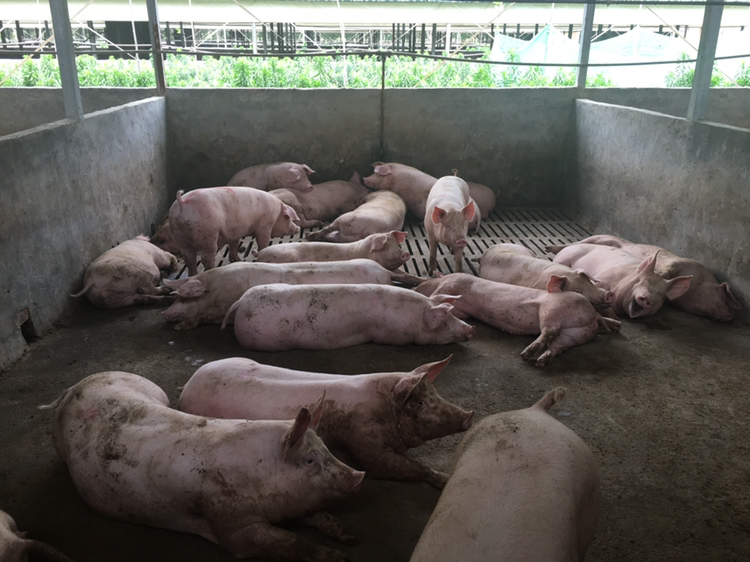 一起仔猪渗出性皮炎的治疗心得通俗易懂，养猪新手需牢记！