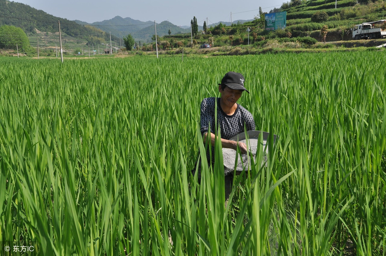 小龙虾养殖经营模式有哪些,小龙虾养殖前景和市场分析