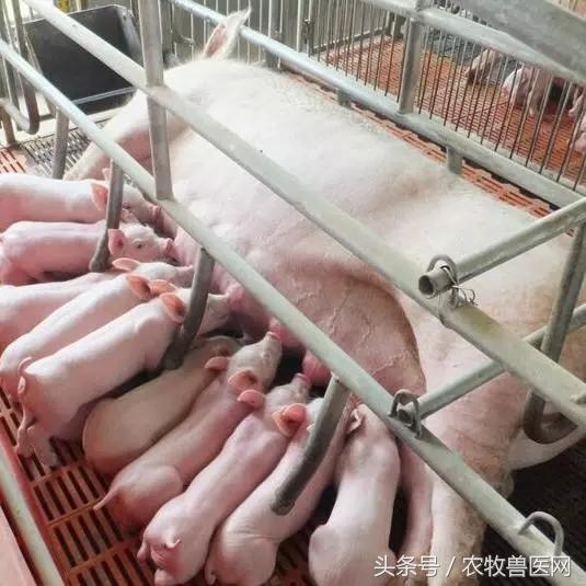 2021执业兽医考试科目,执业畜牧兽医考题