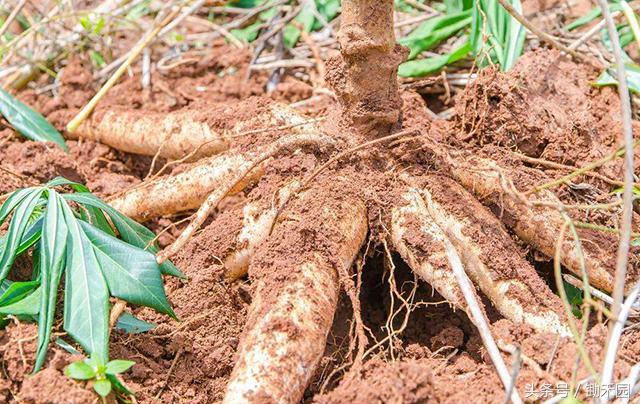 这种8月份最“稀罕”野味，外国人不吃，国内却找代购还不一定有
