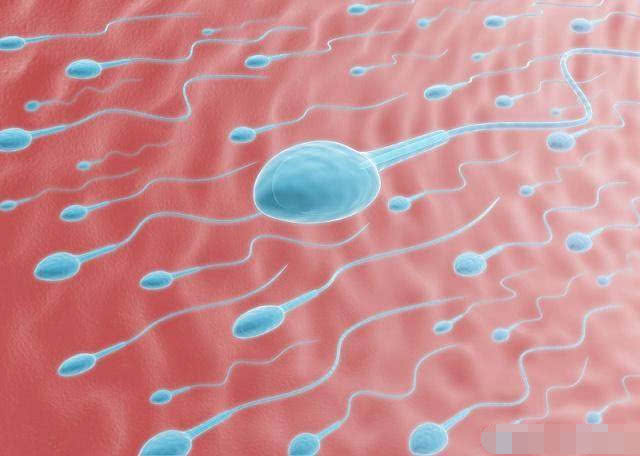 精子进入体内，却没成功“受精”，那你知道它们去哪里了吗？