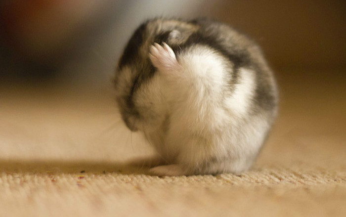 养仓鼠要知道哪些问题,养仓鼠要做什么检查