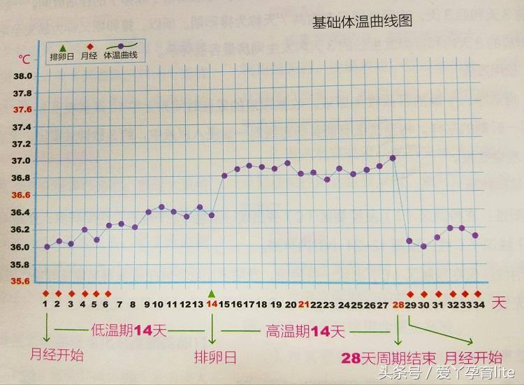 关于计算排卵期最全的视频,排卵期测算视频