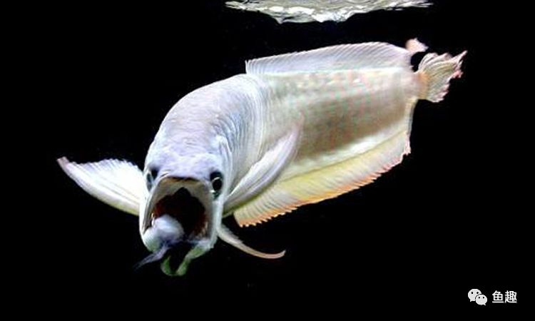 龙鱼眼睛撞破了怎么办,龙鱼吓到了要多久恢复