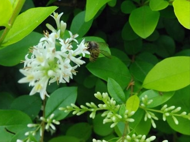 怎么养好米兰花盆栽呢,米兰花养护方法和注意事项