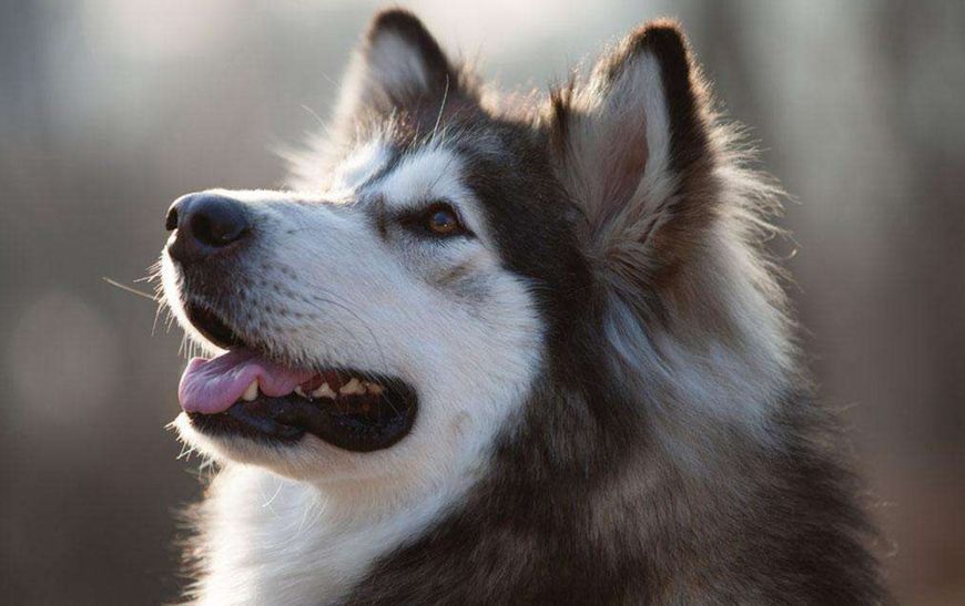 阿拉斯加颜值高、聪明讨喜，却有五大缺点，想养的人要考虑清楚！