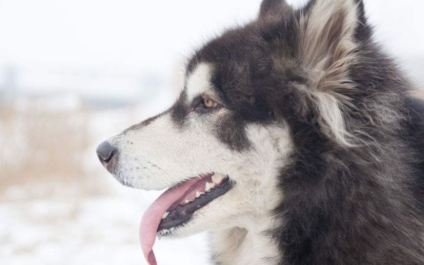 阿拉斯加颜值高、聪明讨喜，却有五大缺点，想养的人要考虑清楚！