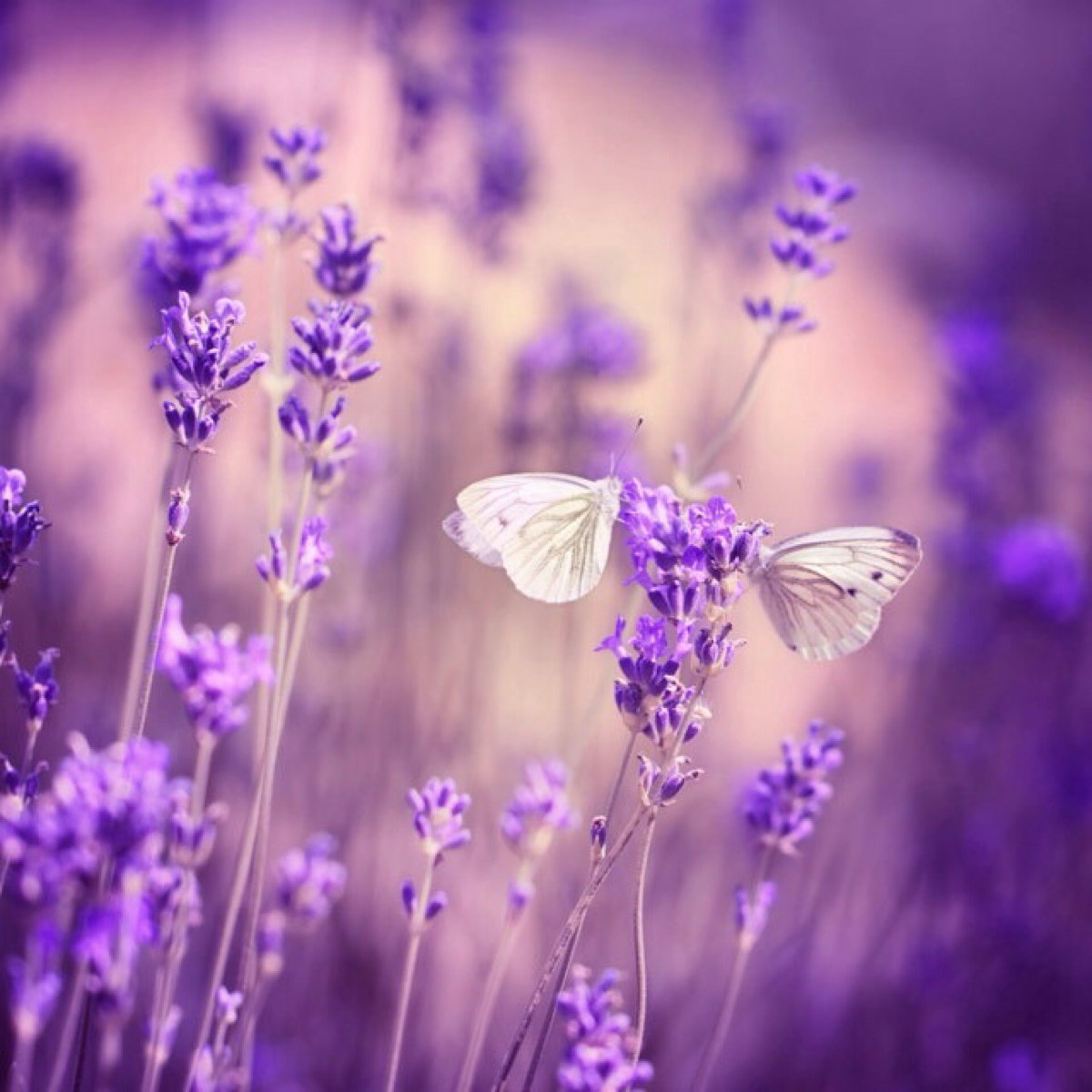 等待爱情的薰衣草：不养一盆怎么对得起你的童年回忆