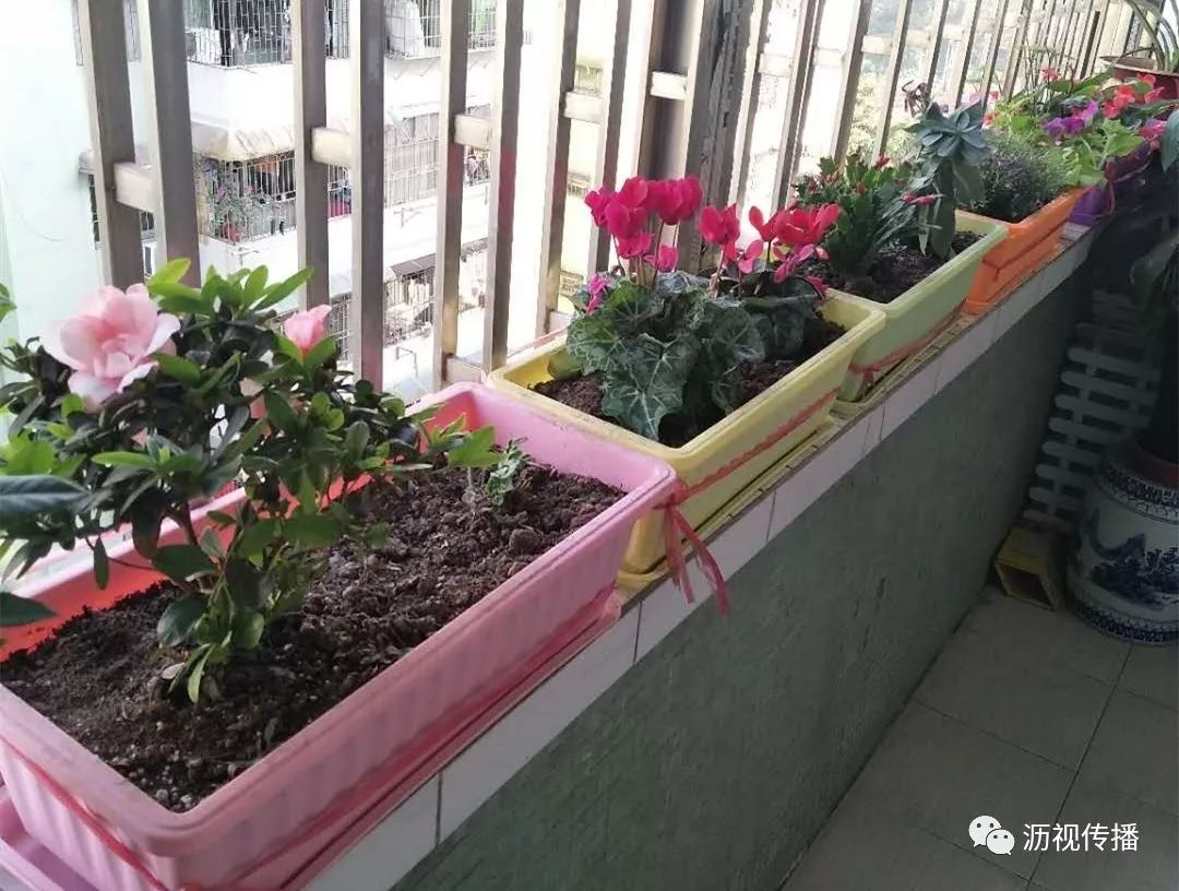 最美庭院评选,寻找最漂亮的花园小院