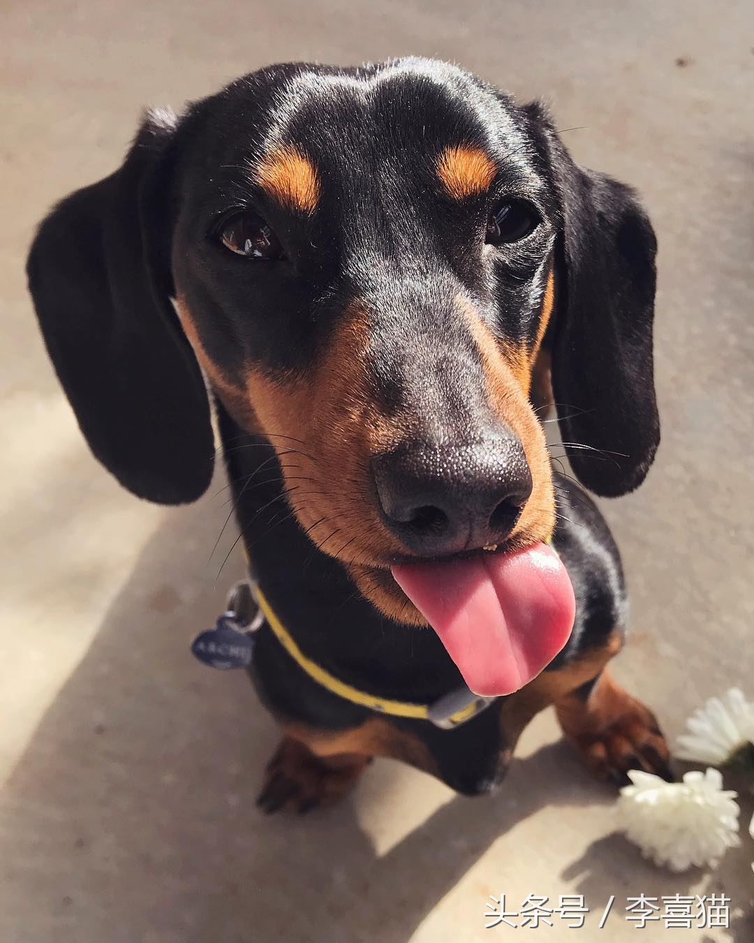 记忆中的狗狗不仅仅是童年的玩伴,记忆中的狗狗有哪些