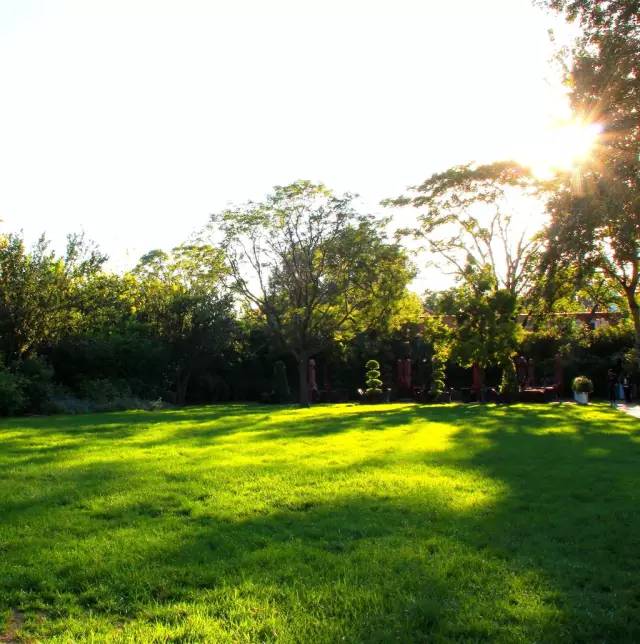 草坪该如何养护管理,楼顶花园草坪选择哪种比较好