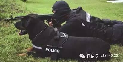 罗威纳FCI性格标准,纯种罗威纳犬的智商排名