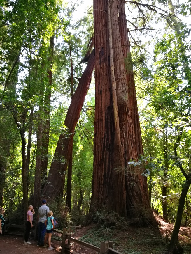 原始森林房车游记,红杉林房车自驾游