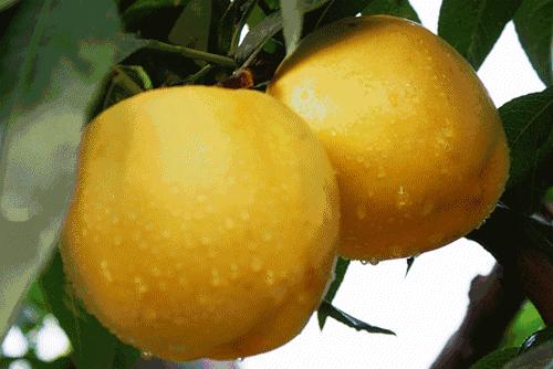 脆甜多汁的黄桃马上进入采摘季,锦绣黄桃罐头