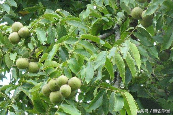 核桃病虫害防治新技术是什么,核桃病虫害防治知识