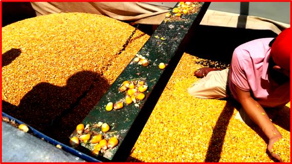 含水量40的玉米,农民家用玉米风干机器