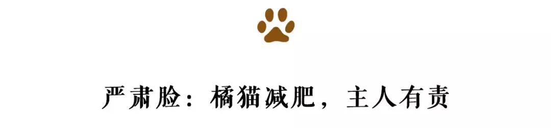 最胖的橘猫是什么品种,橘猫胖到50斤怎么办