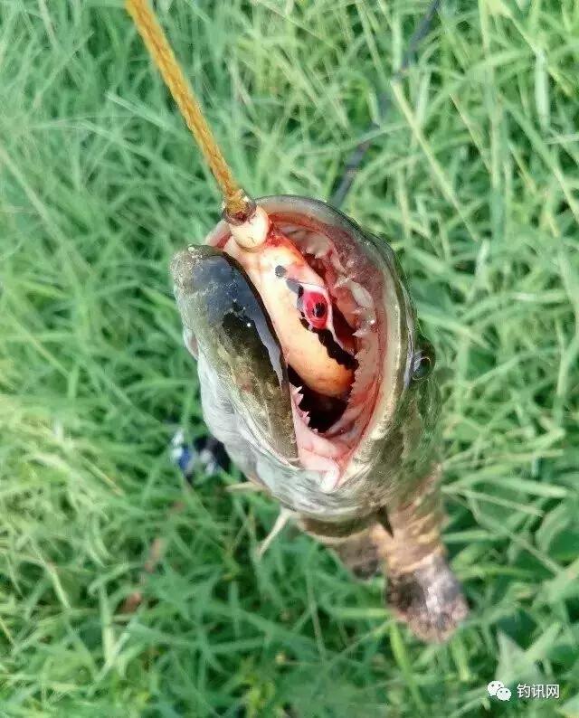 雷蛙抛投砸水面,雷蛙入水炸线
