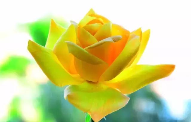 明日七夕，最美幸福花送给群里所有的朋友！（谁打开，谁幸福）