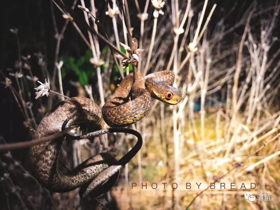 西双版纳四日博物之旅，都有哪些新发现