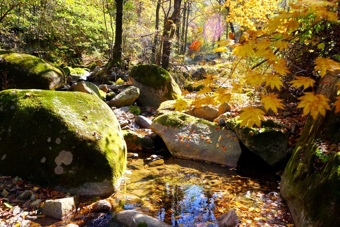 抚顺猴石森林公园视频,抚顺猴石国家森林公园有啥玩的