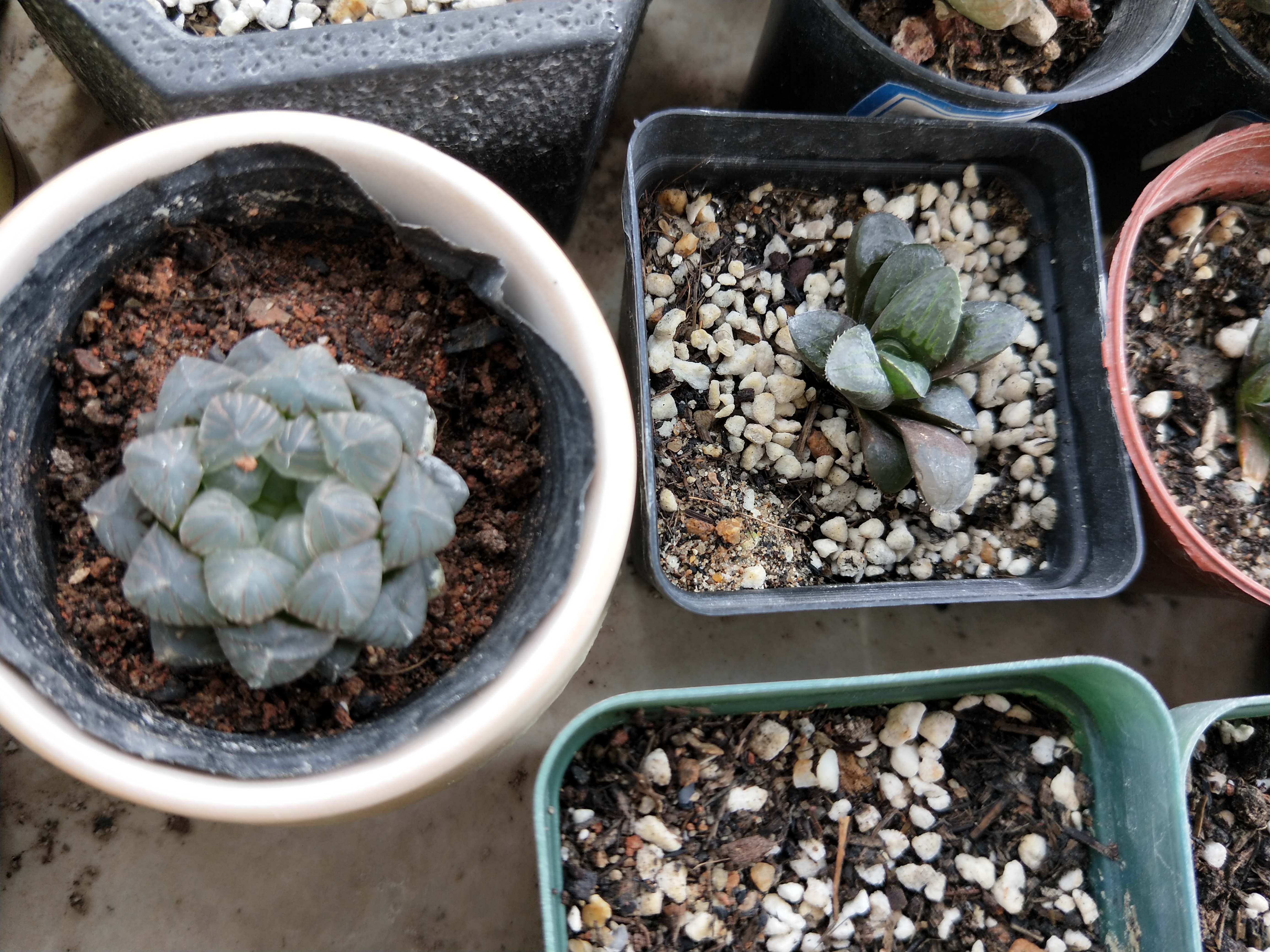 玉露叶片肥厚,玉露怎么养叶子肥厚有光泽