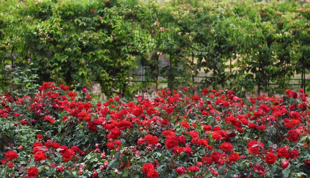 七夕将至，黄姚花海正值赏花期，相约一场简单爱！